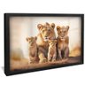quadro decorativo leoes no safari v1589 moldura preta com vidro