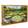quadro lago vitoria regias dourado