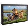 quadro leao em familia preto
