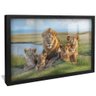 quadro leao em familia preto reflexo