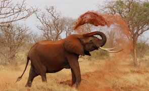 elefante