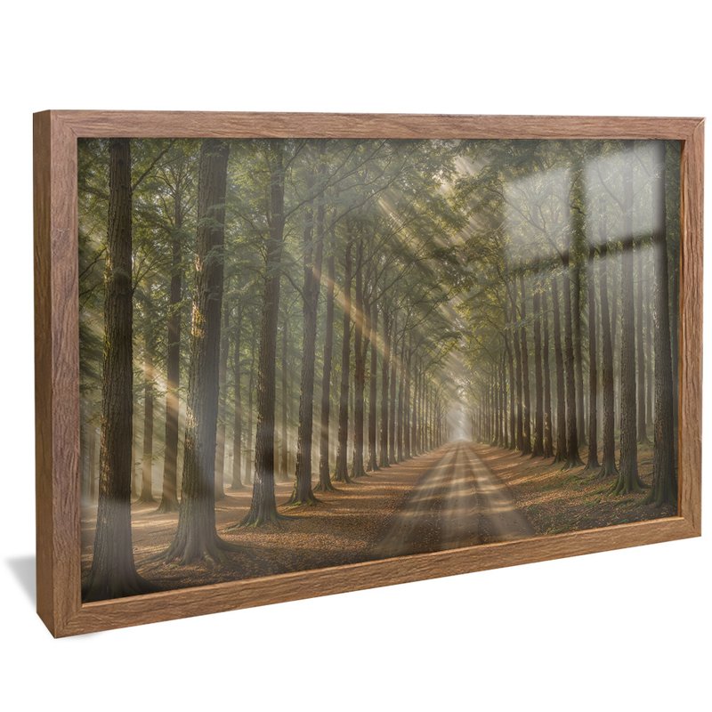 quadro caminho floresta madeira reflexo
