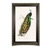 quadro charles dessalines d orbigny indian peafowl 10