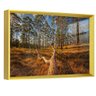 dourado 2 reflexo floresta euc