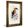 charles dessalines d orbigny toucan