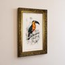 quadro decorativo charles dessalines d orbigny toucan cenario